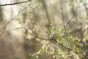 Portrait of flower