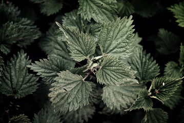 Nettle from obove