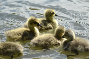 frisch geschlüpfte Gänse, Gänsefamilie