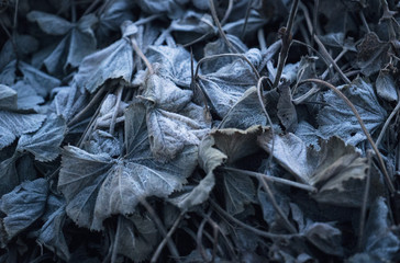 Frozen purple leaves