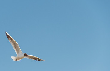 Black-headed gull in the sky. Place for text.