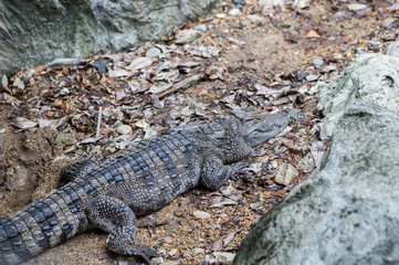 Crocodile