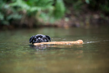 泳ぐ犬