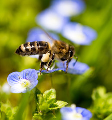 Bee on little blue flowers in nature