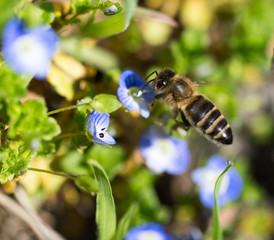 Bee on little blue flowers in nature