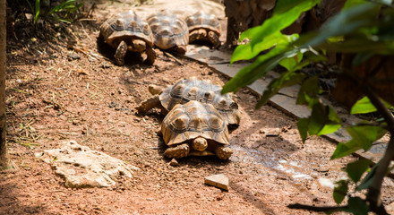 Turtle