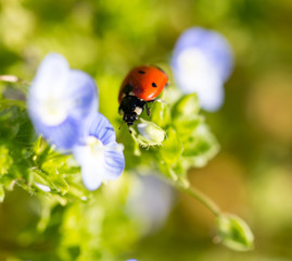 Ladybug on small blue flowers in nature