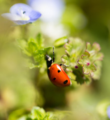 Ladybug on small blue flowers in nature