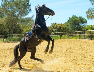 Obraz premium rearing black stallion