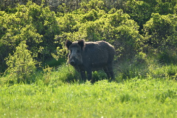 wildlife wild boar near the forest