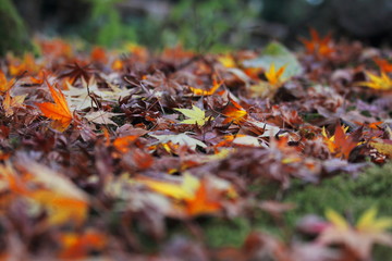 落ち葉と紅葉