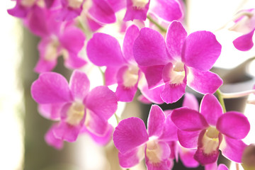 Fototapeta na wymiar Close up of beautiful pink Thai orchid flower branch blooming in a garden 
