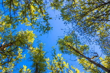 Верхушки деревьев, лес, небо