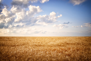 dry wheat straw field and blue sky horizon line.