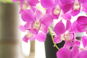 Fototapeta na wymiar Close up of beautiful pink Thai orchid flower branch blooming in a garden 