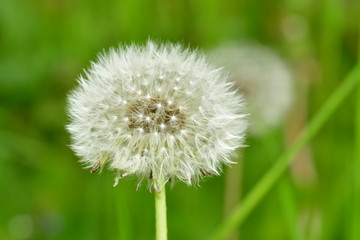 cease blossoming dandelions