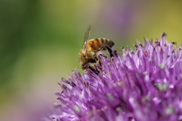abeille