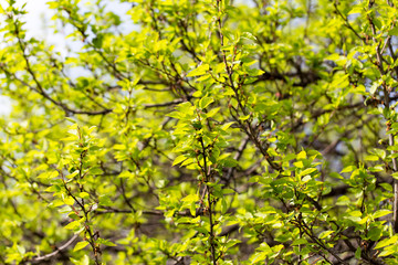 Fototapeta na wymiar Small green leaves on a tree in spring