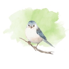 Bird on branch. Watercolor painting 4