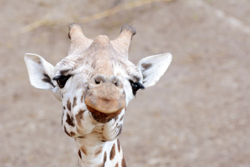 Giraffes in small savanna.