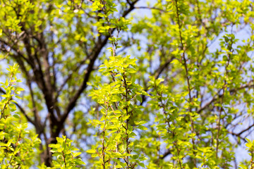 Small green leaves on a tree in spring