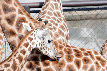 Obraz premium Giraffes in small savanna.