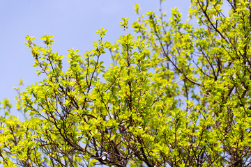 Small green leaves on a tree in spring