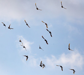 Flock of pigeons against the sky with clouds