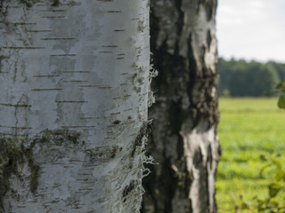 Birkenstämme (L. Betula)