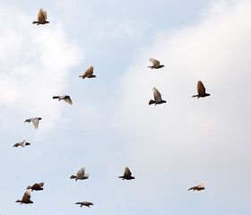 Flock of pigeons against the sky with clouds