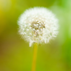 Fototapeta premium 花物語