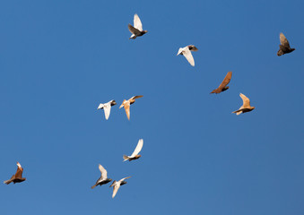 Flock of pigeons against the sky