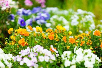 Obraz premium 花物語