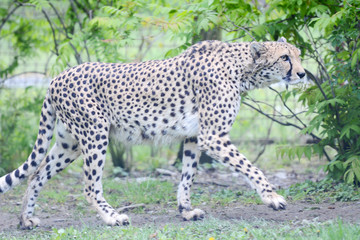 Cheetah walking in his small savanna.