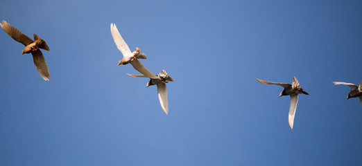 Flock of pigeons against the sky