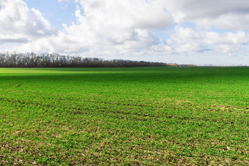 Obraz premium Green field with a cloudy sky