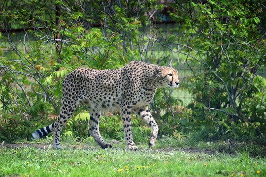 Cheetah walking in his small savanna.