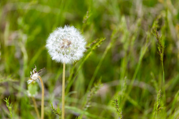 Fluffy dandelion on nature in spring