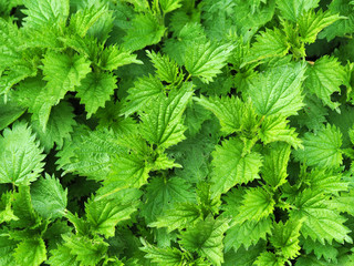 Natural green background. Shoots of the young nettle in a garden. Texture of urtica urens. Spring awakening plants.