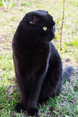 Black cat sitting on grass close-up