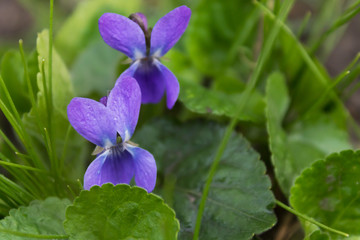 Flower violets close-up on grass background