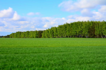 widok na pole i las