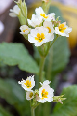 Primrose white flower