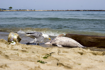 Environmental problem dolphins are dying