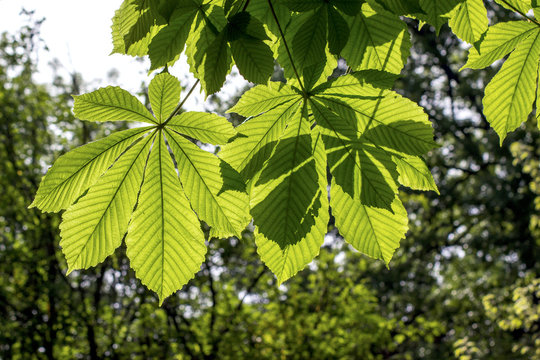 green leaves of chestnut