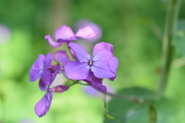 Obraz premium Mondviole - einzelne Blüten