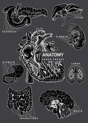 Human organ anatomy set.