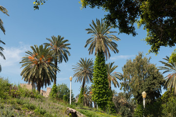 Fototapeta na wymiar Rhodes palm trees