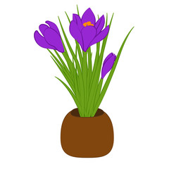 Three purple crocus in brown pot isolated on white background. Bouquet with crocus. Vector illustration