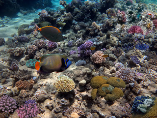 Fototapeta na wymiar Emperor angelfish in coral garden